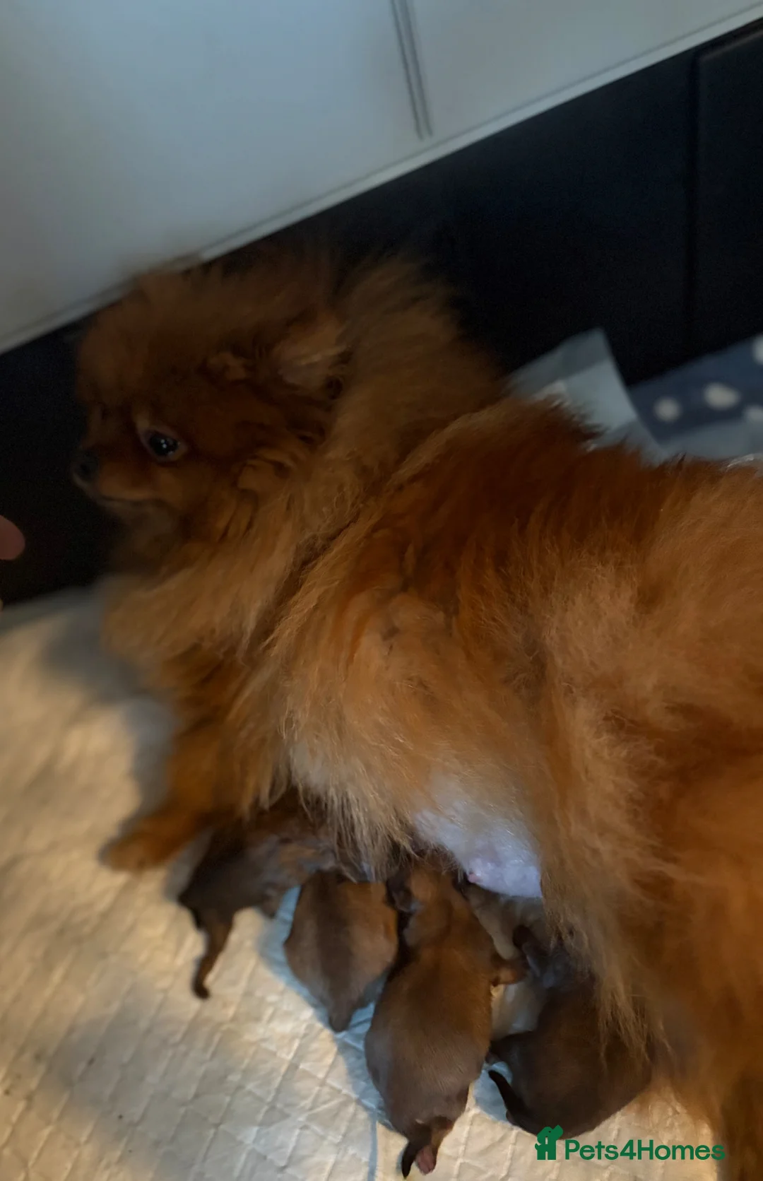 Pomeranian dogs for sale: Beautiful quality Pomeranian puppies kc reg  - Advert 2