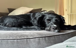 Cocker Spaniel dogs for sale:  6 month old Cocker spaniel (Albie) - Image 2