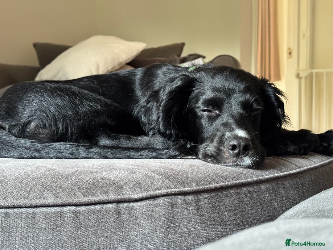 Cocker Spaniel dogs for sale:  6 month old Cocker spaniel (Albie) - Image 2