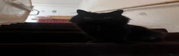 British Longhair cats for sale: Black British Longhair Kitty in London - Advert 2