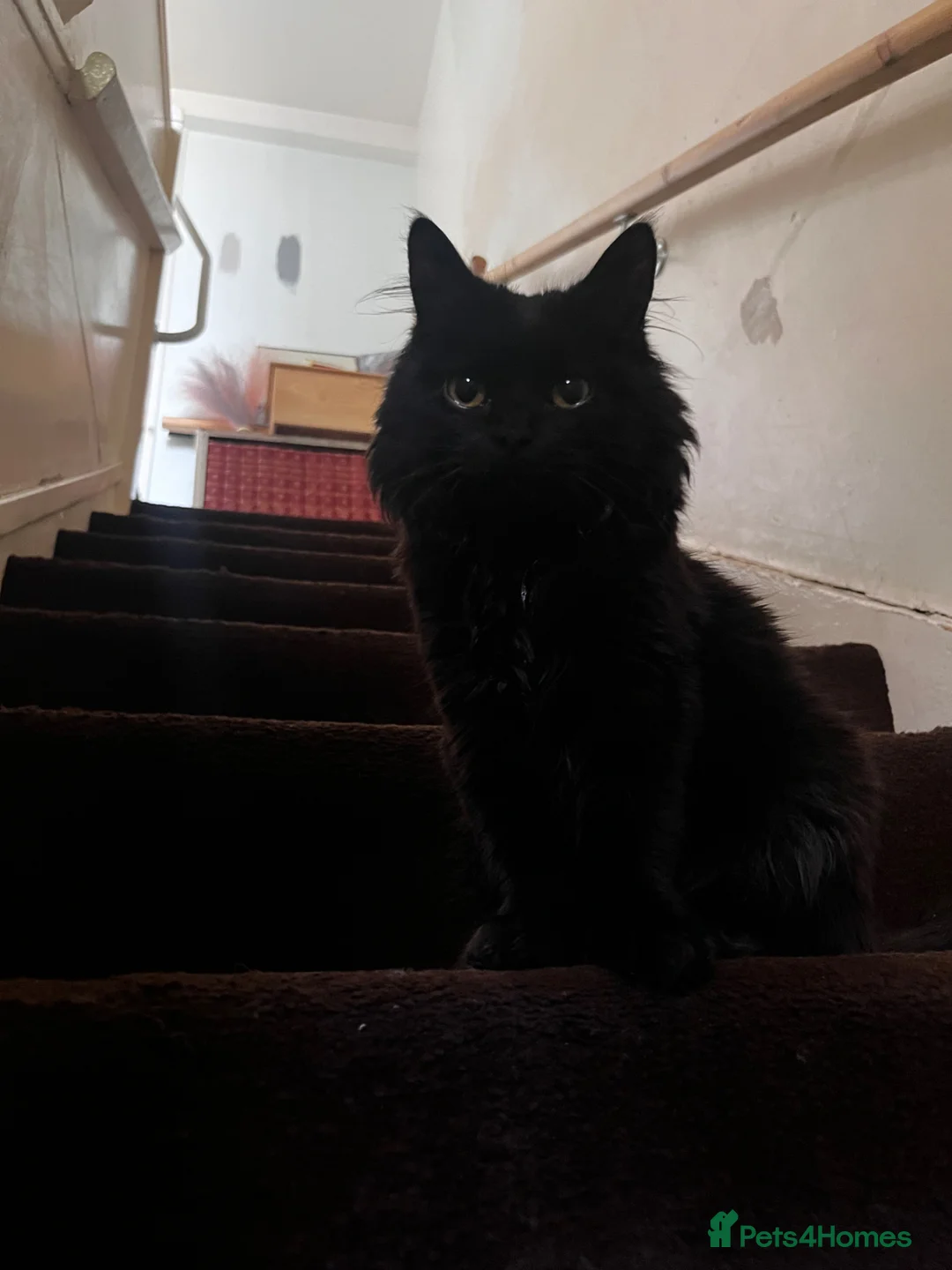 British Longhair cats for sale: Black British Longhair Kitty in London - Advert 2