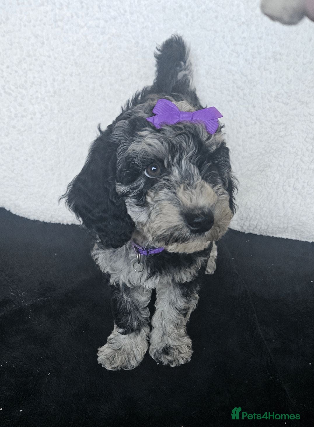 Cockapoo dogs 💥READY NOW!!!! - Advert 6