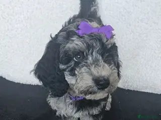 Cockapoo dogs 💥READY NOW!!!! - Advert 3