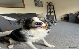 Border Collie dogs for stud: Stud Dog Available – Poe - Image 5