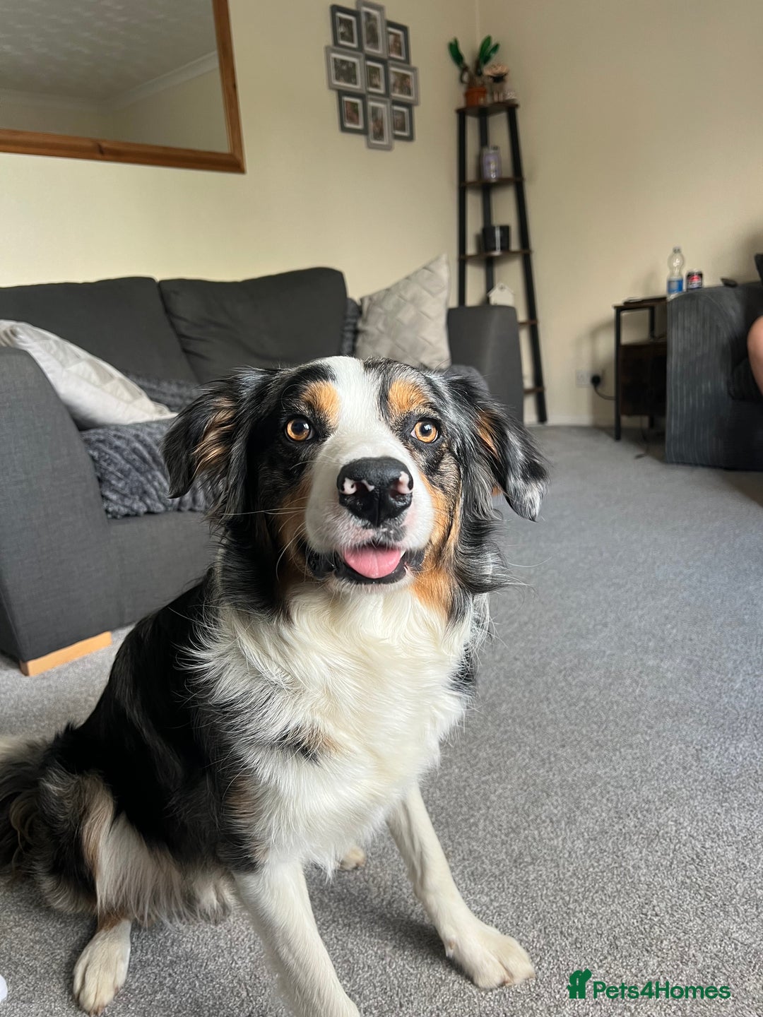 Border Collie dogs for stud: Stud Dog Available – Poe - Image 5