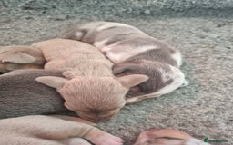 Dachshund dogs for sale: 8 Smooth Haired miniature dachshund pups  - Advert 3