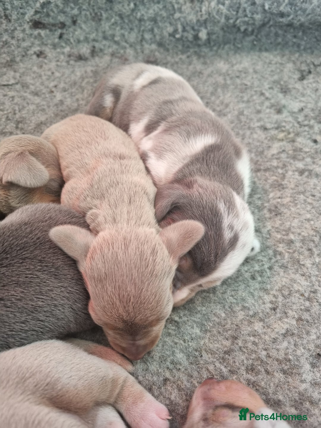 Dachshund dogs for sale: 8 Smooth Haired miniature dachshund pups  - Advert 3