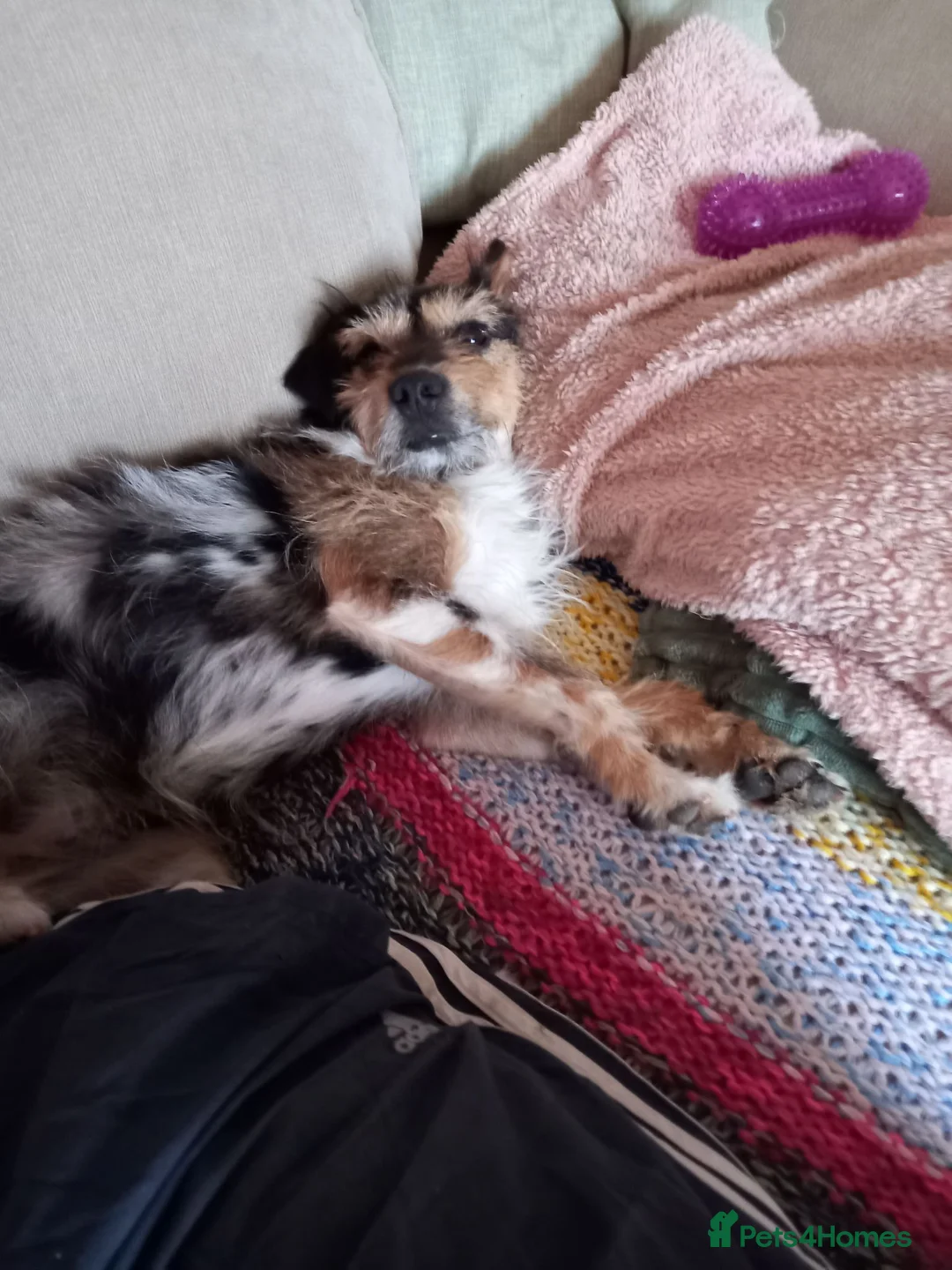 Jack Russell dogs for sale: Sweet Cindy looking for a new home in Hereford - Advert 2