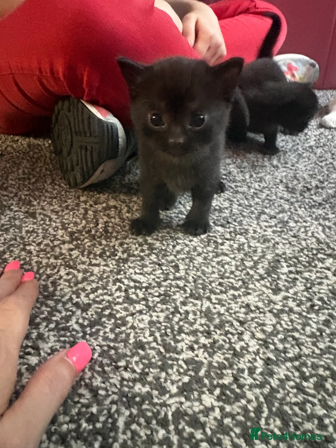 Domestic Shorthair cats for sale: 2 kittens in Buntingford - Advert 1