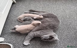British Shorthair cats for sale: Gorgeous British Shorthair Kittens - Image 12
