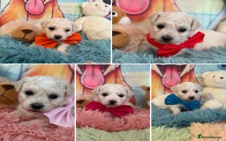 Bichon Frise dogs for sale: Kc registered show quality puppies - Image 1