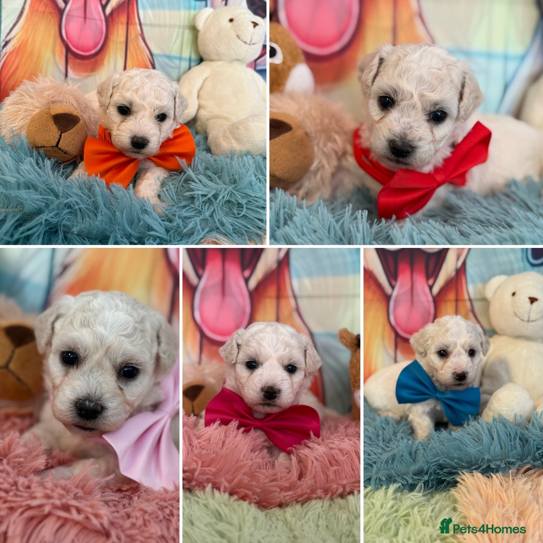 Bichon Frise dogs for sale: Kc registered show quality puppies - Image 1