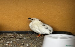 Mixed Breed birds for sale: Chinese Quail for sale  - Image 3