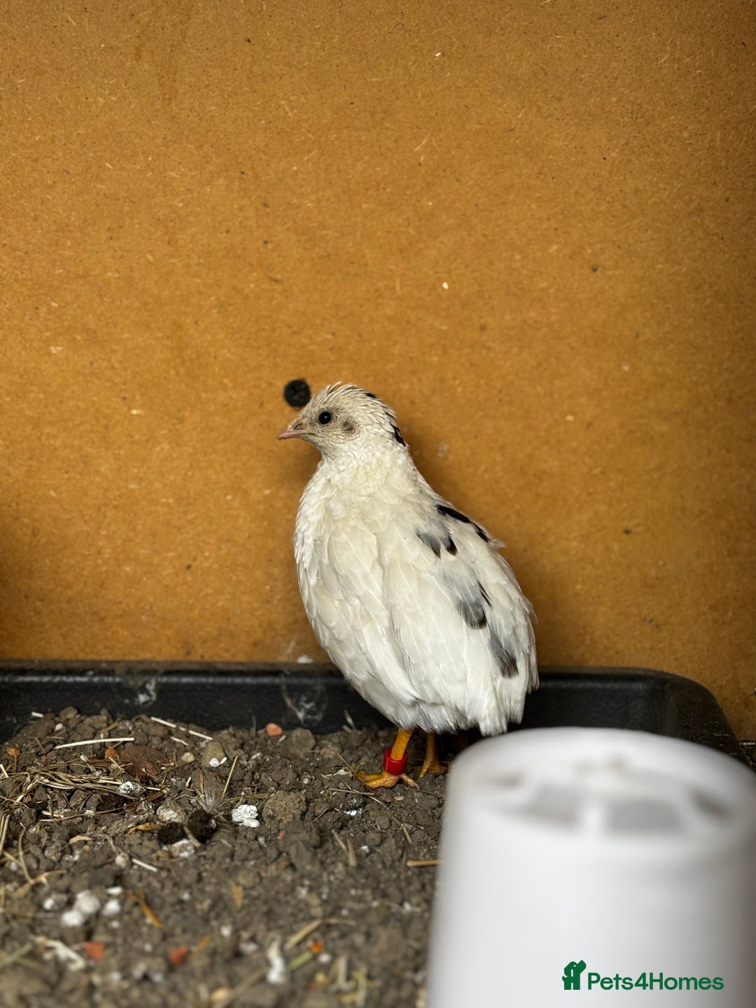 Mixed Breed birds for sale: Chinese Quail for sale  - Image 3