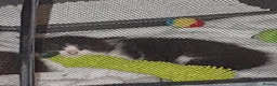 Mixed Breed cats for sale: Adorable Tabby Girl and Black & white Boy  - Advert 8