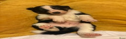 Border Collie dogs for sale: Border collie puppies for active homes  - Advert 30