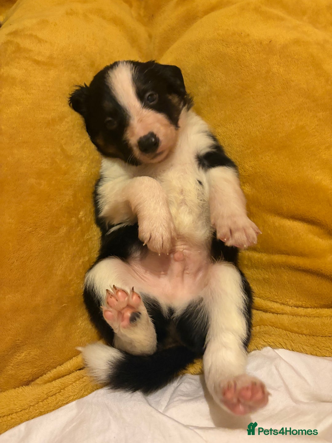 Border Collie dogs for sale: Border collie puppies for active homes  - Advert 30