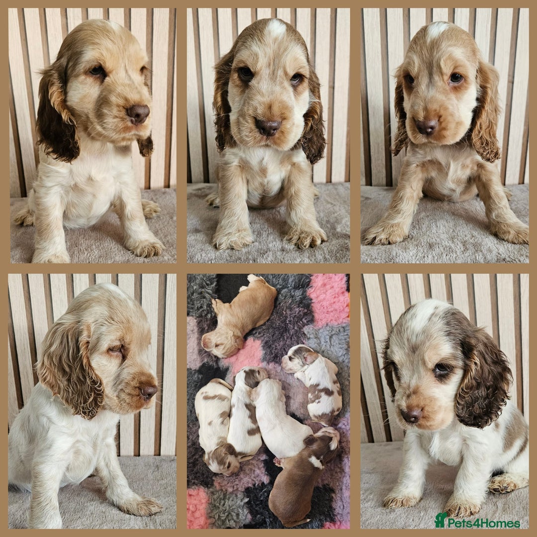 Cocker Spaniel dogs for sale: BEAUTIFUL SHOW COCKER SPANIEL PUPPIES - Advert 6