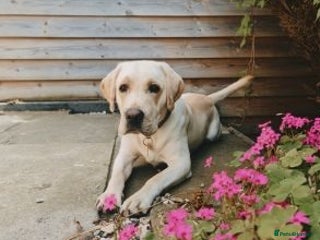 Labrador Retriever dogs Active Labrador retriever girl - Advert 2