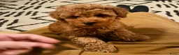 Toy Poodle dogs for stud: KC Toy Poodle Stud – Red/Apricot – South London  in London - Advert 7