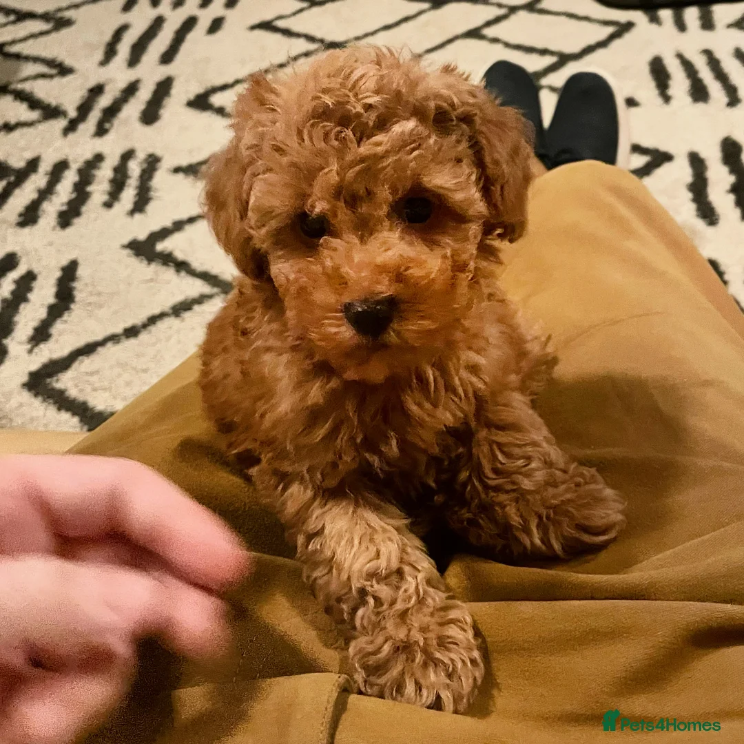 Toy Poodle dogs for stud: KC Toy Poodle Stud – Red/Apricot – South London  in London - Advert 7