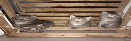 Mixed Breed cats for sale: Beautiful ragdoll x British short hair kittens  - Advert 3