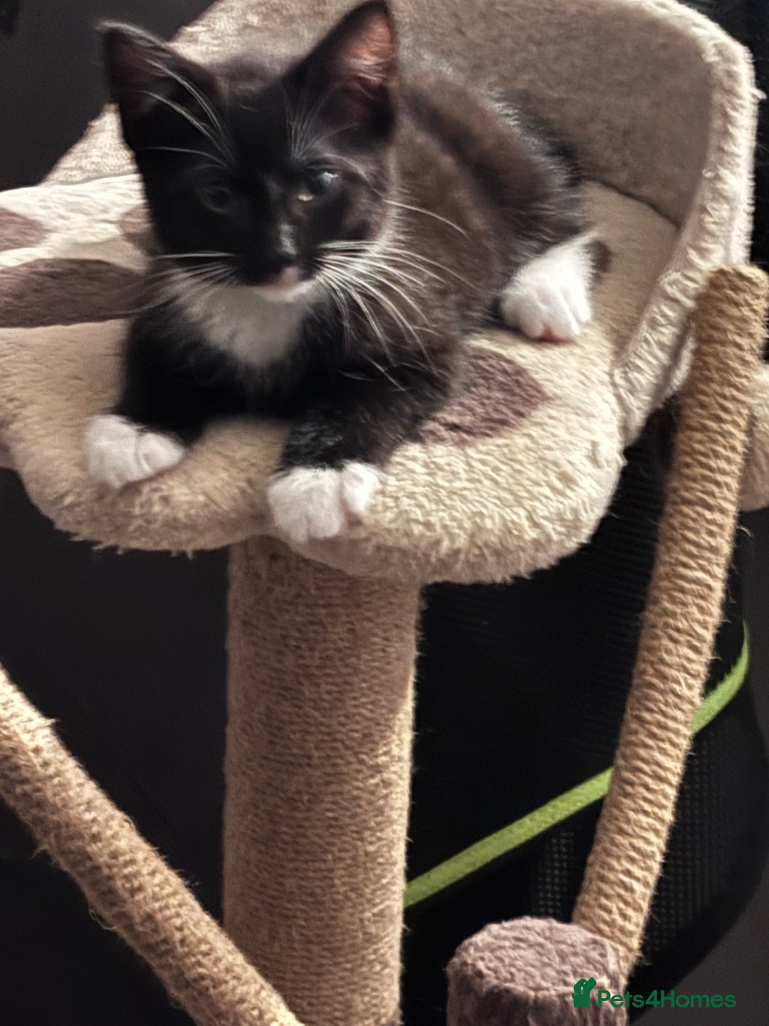 Mixed Breed cats for sale: FUR BABIES READY FOR THERE FOREVER HOMES  - Image 21