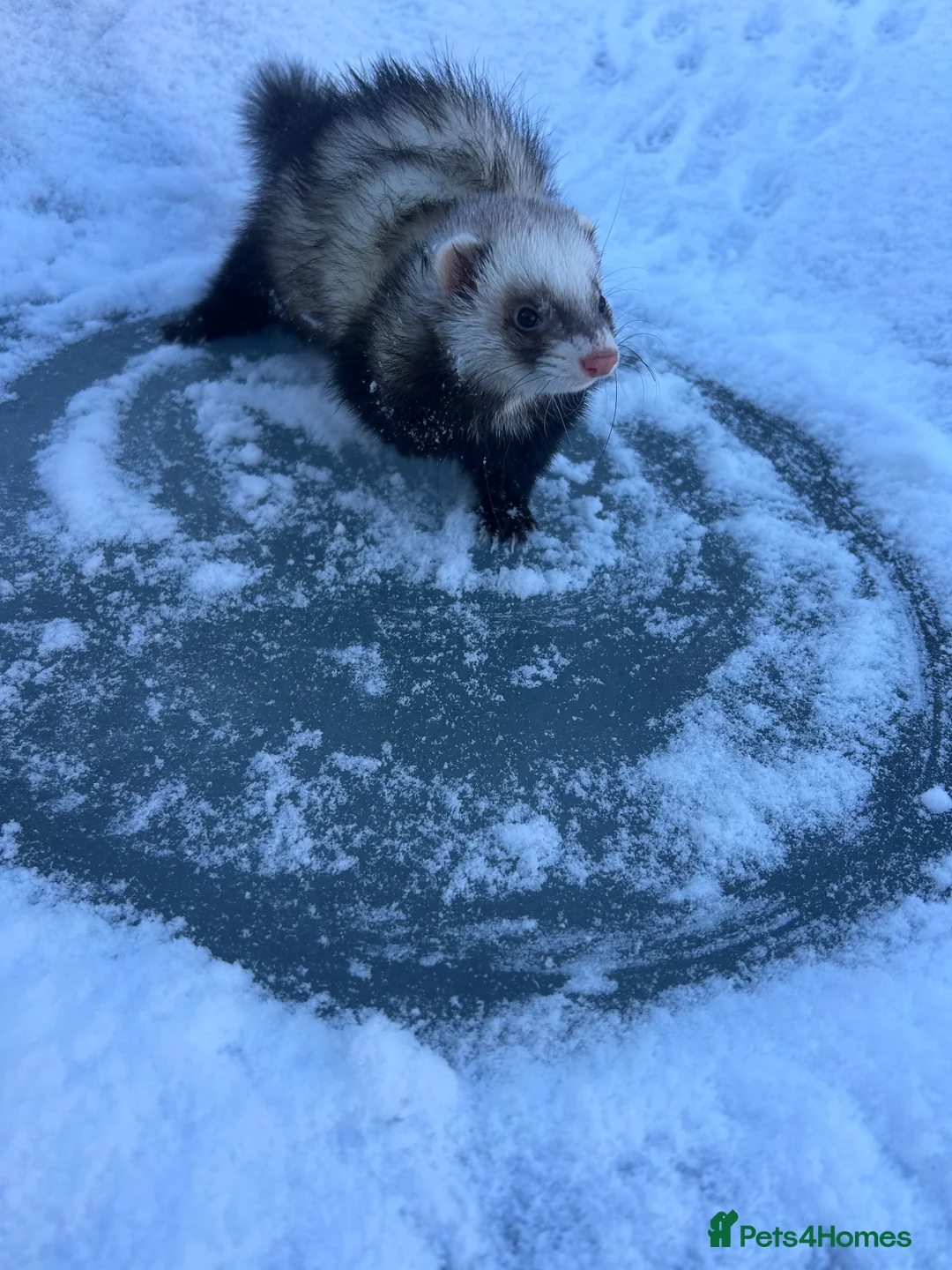 Ferret rodents for sale: Female ferret  - Advert 2