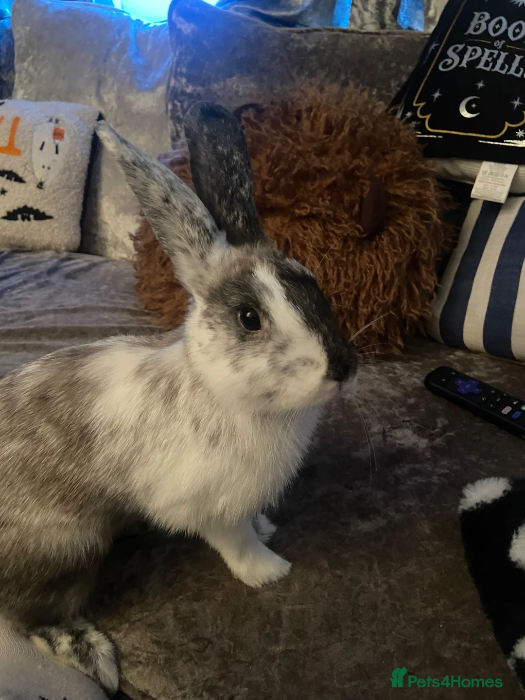 Lionhead rabbits for sale: Lion x lop rabbit  in Clitheroe - Advert 2
