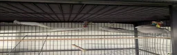 Cockatiels birds for sale: Young Hand Tamed Cockatiels in King's Lynn - Advert 4