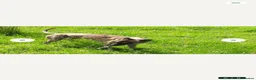 Lurcher dogs for sale: Female Blue Fawn Lurcher Pup  - Advert 3