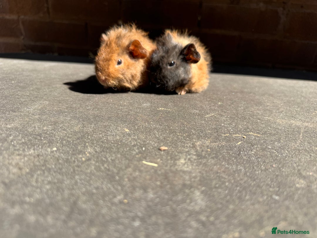 Guinea Pig rodents for sale: Stunning baby male guinea pigs  - Image 6