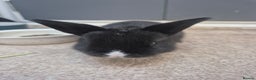 Mini Lop rabbits for sale: 5 Black and White Dutch x Mini Lop Babies - Advert 3