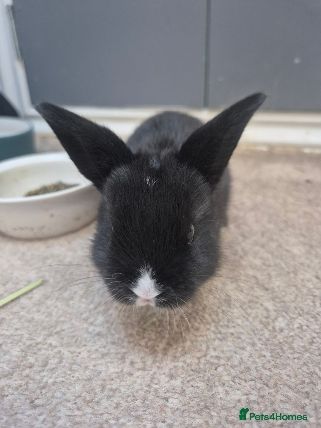 Mini Lop rabbits for sale: 5 Black and White Dutch x Mini Lop Babies - Advert 3