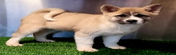 Akita dogs for sale: Akita pup (female) - Advert 6