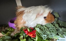 Guinea Pig rodents for sale: 2x guinea pigs for sale  - Image 2