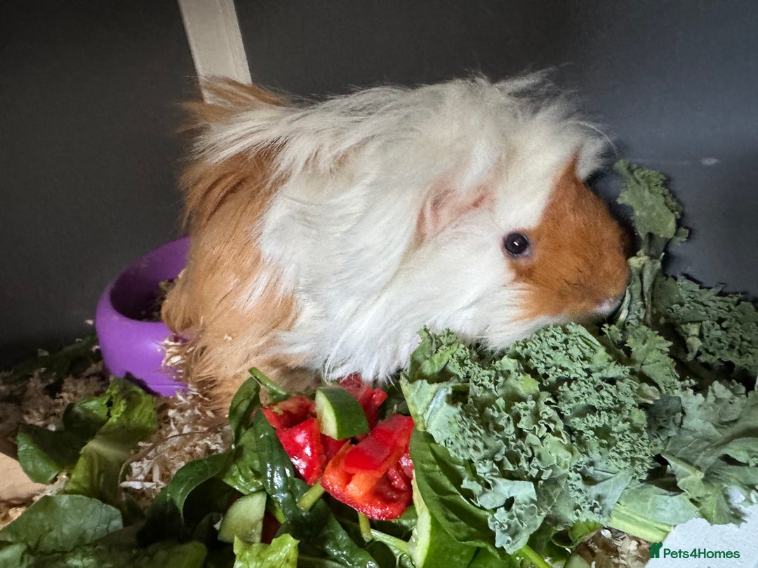 Guinea Pig rodents for sale: 2x guinea pigs for sale  - Image 2