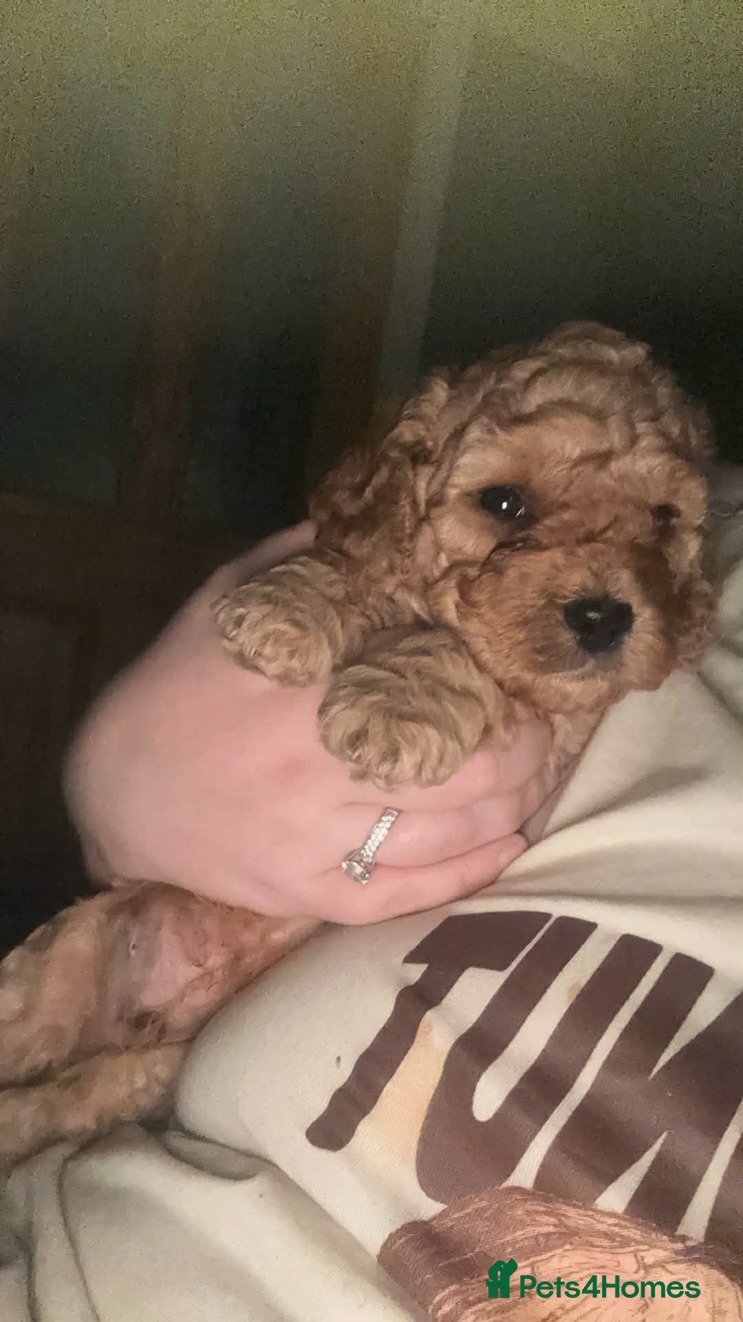 Cockapoo dogs for sale: ***BEAUTIFUL F1B COCKAPOOS*** - Advert 9