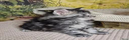 Maine Coon cats for sale: Maine Coon - Advert 9
