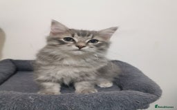 Ragdoll cats for sale: Ragdoll stunning kittens - Image 8