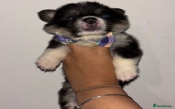 Welsh Corgi Pembroke dogs for sale: Welsh Pembroke corgis  - Image 23