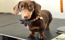 Miniature Dachshund dogs for stud: Proven mini dachshund for stud - Image 1