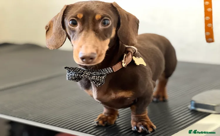 Miniature Dachshund dogs - Advert 1
