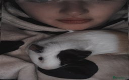 Guinea Pig rodents for sale: Guinea pigs two females  - Advert 4