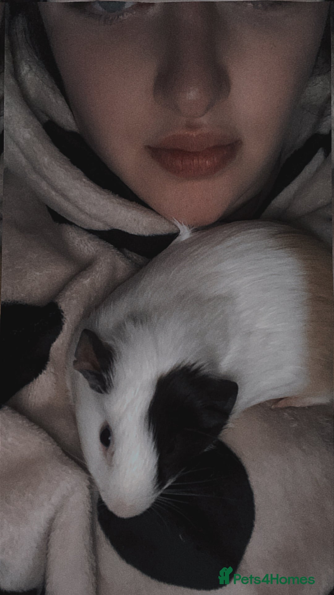 Guinea Pig rodents for sale: Guinea pigs two females  - Advert 4