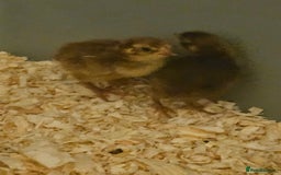 Quail poultry for sale: Celadon quail chicks  - Image 3