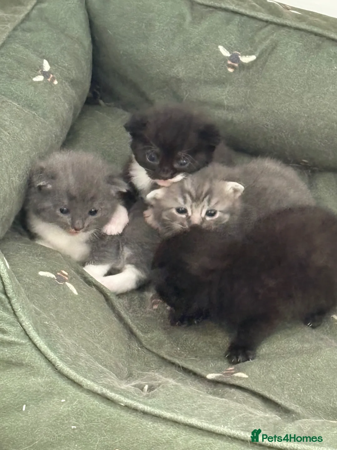 Domestic Shorthair cats for sale: Stunning litter of kittens  - Advert 14