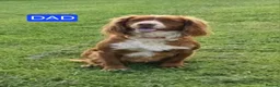Cocker Spaniel dogs for sale: Beautiful litter of 7 Pedigree Cocker Spaniels in Doncaster - Advert 10