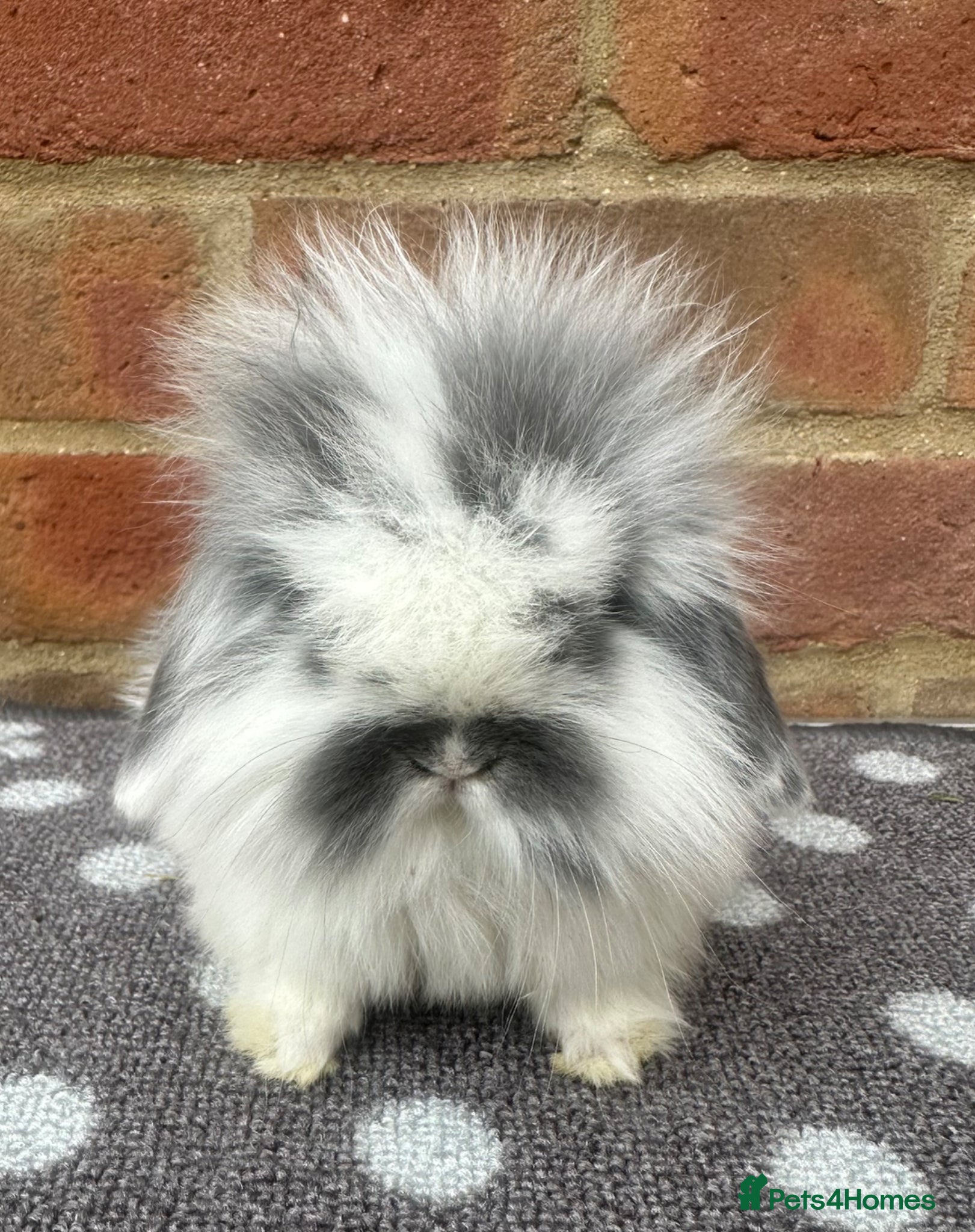 Mini Lion Lop rabbits UPDATE! 2 mini lion lops - Advert 1