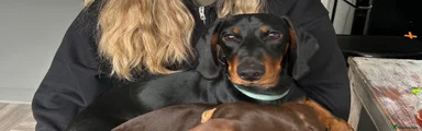 Dachshund 1